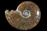 6.05" Polished Ammonite (Cleoniceras) Fossil - Madagascar - #166311-1